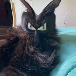 Meet your Posher, Madison